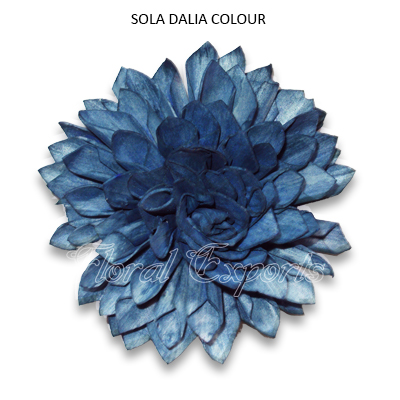 Sola Dahlia Flowers 10cm