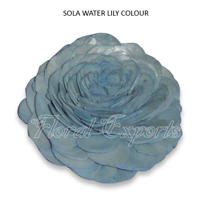 Shola Water Lily 10cm-Shola Flowers Bulk