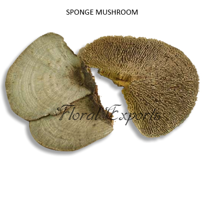 Sponge Mushroom Natural, Bulk Dried Potpourri