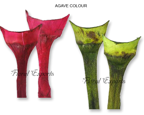 Agave Medium Colour