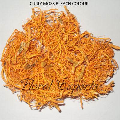 Curly Moss Orange
