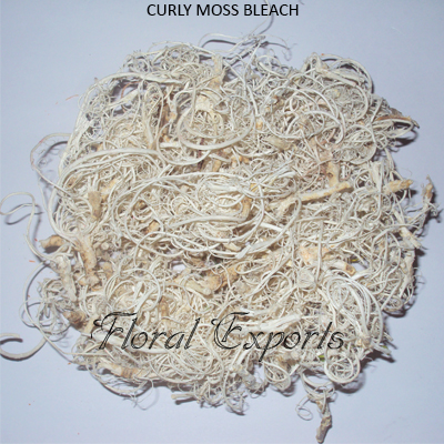 Curly Moss Bleach