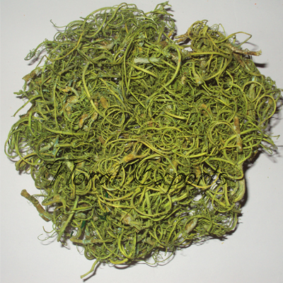 Curly Moss Sage Green - Wholesale Tamarind Fibre Suppliers