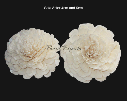 Sola Aster 4cm & 6cm Natural - Sola Belli Flowers Manufacturer