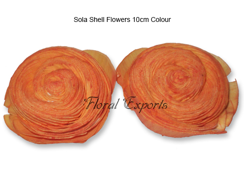 Sola Shell Flowers 10cm Colour - Sola Shell Flowers Wholesale