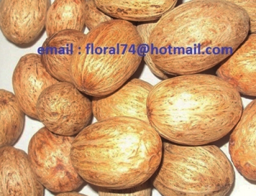 Amra Pod Natural – Bulk Dried Flowers Potpourri Ingredients