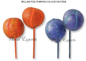 Belani Pumpkin Colour on Stem
