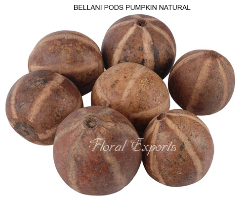 Bellani Pods Pumpkin Natural - Potpourri Driedflowers Wholesaler