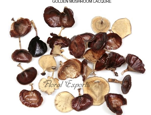 Golden Mushroom Lacquer