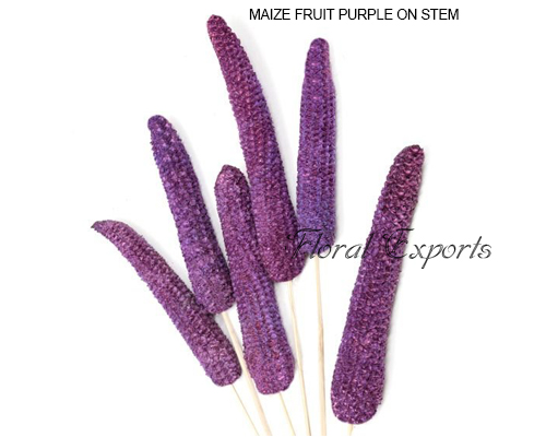 Maize Fruit Purple - Bulk Maize Fruit Purple Supplies
