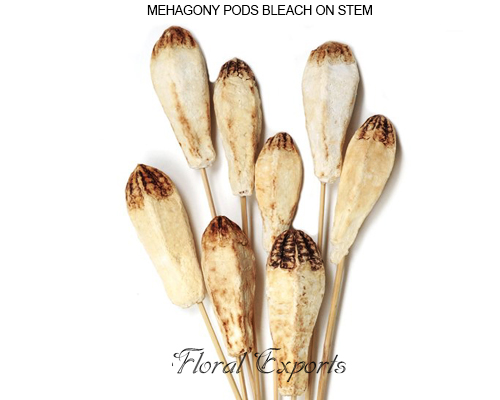 Mahogany Pods Bleach - Bulk mahogany pods Suppliers