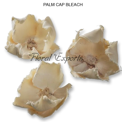 Palm Cap Bleach-Potpourri Wholsaler india