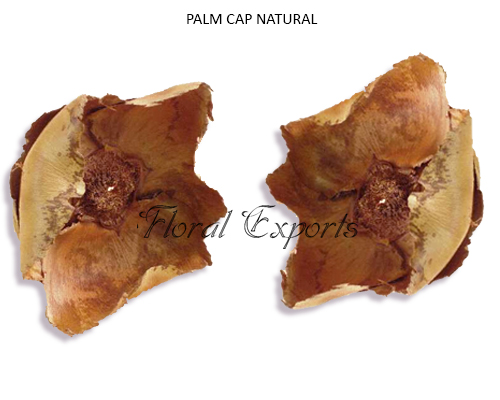 Palm Cap Natural-Potpourri Dried Flowers