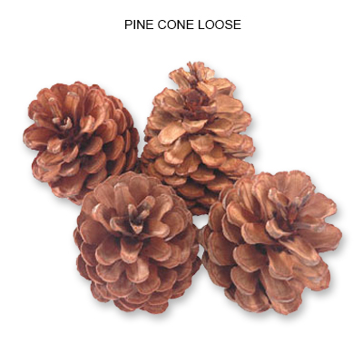 Pine Cone Natural Loose - Bulk Pine Cone Wholesaler