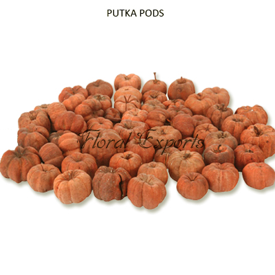 Putka Pods-Potpourri Flowers Suppliers