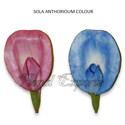 Sola Anthorium Flowers Colour