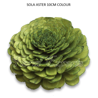 Sola Aster 10cm Sage Green