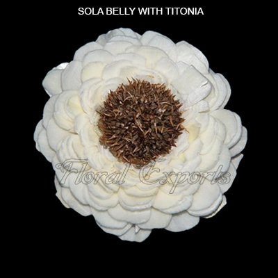Sola Belly Flowers with Titonia