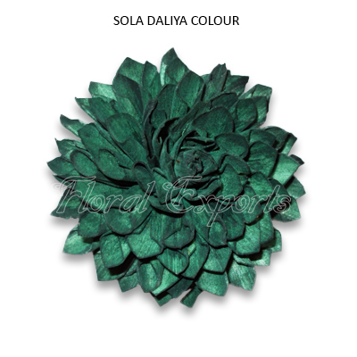 Shola Dahlia 10cm Colour - Shola Eco Flowers