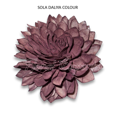 Shola Dahlia 10cm Colour - Shola Balsha Flowers