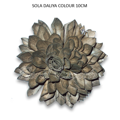 Sola Dahlia Flowers 10cm Colour-Bulk Shola Flowers