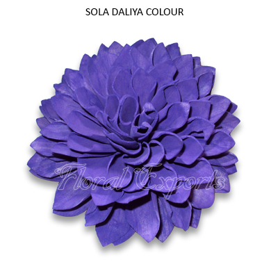 Sola Dahlia Flowers 10cm Colour