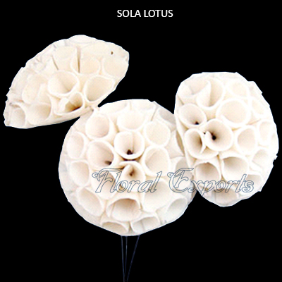 Sola Lotus Flowers10cm-Bulk Shola Flowers