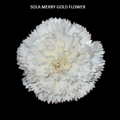 Sola Carnation Flowers 10cm- Shola Carnation Flowers