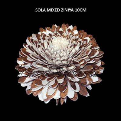 Sola Mixed Zinia 10cm-Sola Wood Flowers Wholesaler