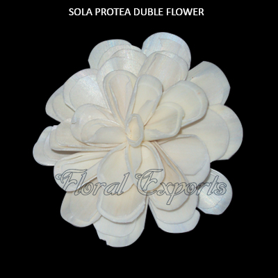 Sola Protea Double, sola wood flowers wholesale
