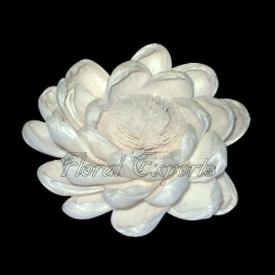 Sola Protea Special Sola Flower Supplier