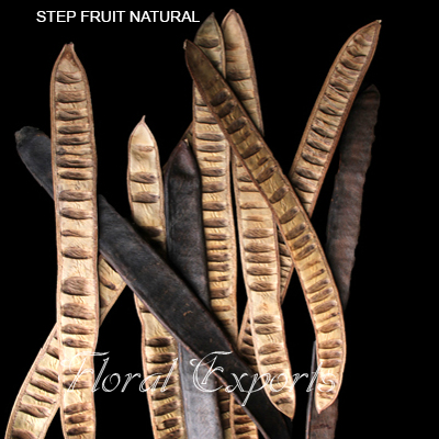 Step Fruit Natural - Dried Flowers Wholesale Supplies