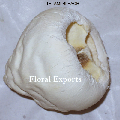 Talami Bleach - Bulk Dried Flowers Suppliers India