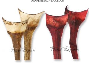 Agave Bleach & Color Medium