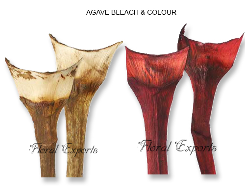 Agave Bleach & Color Medium