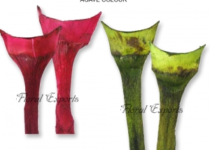 Agave Medium Colour