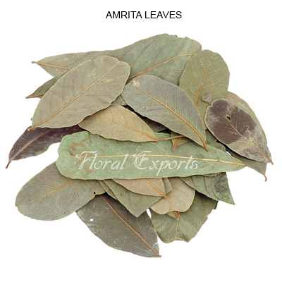 Amrita Leaves Natural - Bulk Dried Amrita Leaves Wholesale