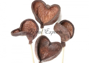 Badam pods Natural on Stem