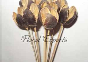 Bakuli Pods on Stem