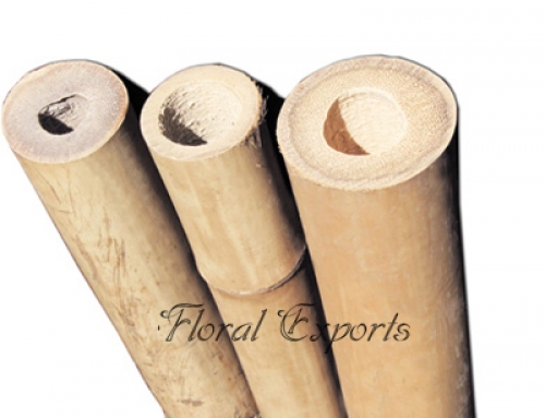Bamboo Pole Natural