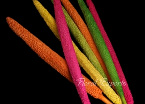Bazra Colour