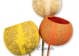 Bell Cup Pumpkin Mix Colour on Stem