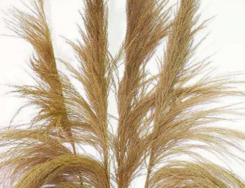 Broom Grass Natural