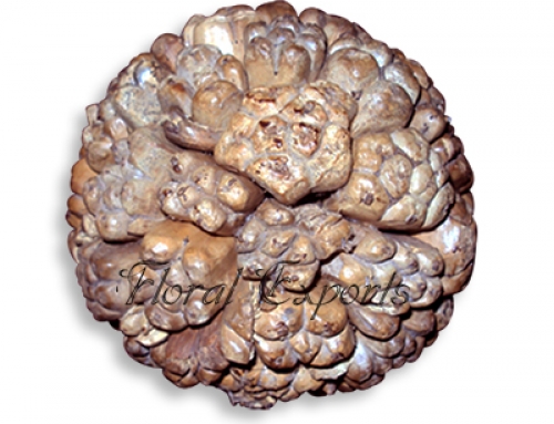 Camel Fruit Balls 10cm Natural