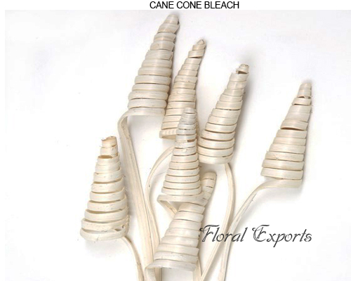 Cane Cone Bleach - Dried Floral Wholesale