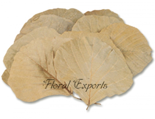 Cobra Leaves Natural Dried