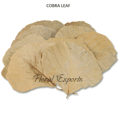 Cobra Leaves Natural Dried