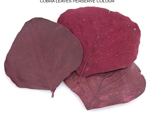 Cobra Leaves Preserve Red