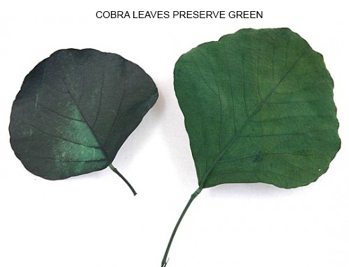 Cobra Leaves Preserve Green