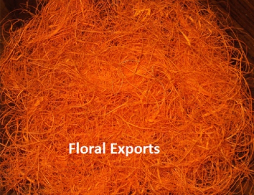Coco Fibre Orange